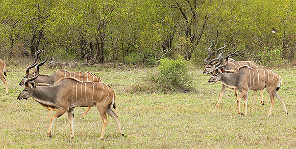 At mala Mala game reserve