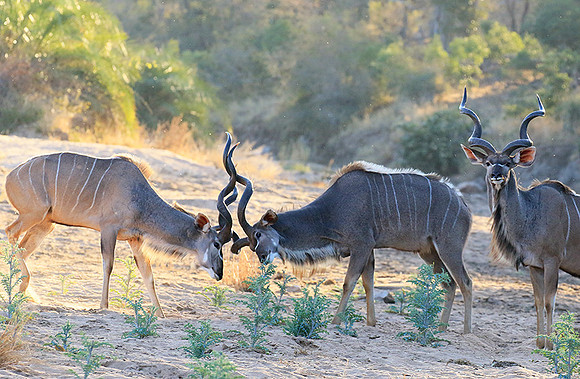Timbavati private game reserve