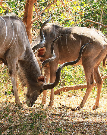 At Kruger NP