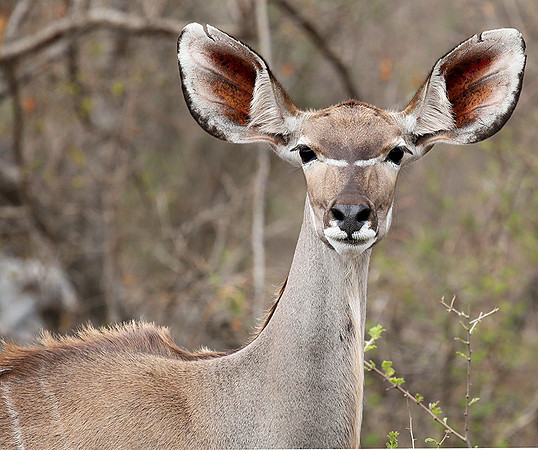 At Madikwe game reserve