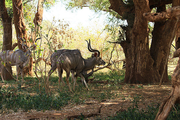 At Kruger NP