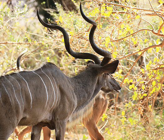 At Kruger NP