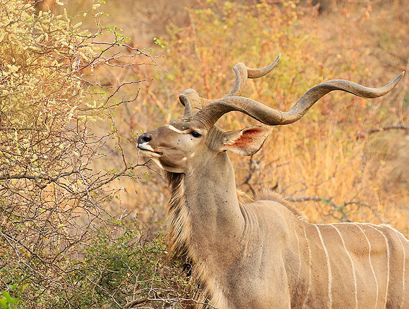 At Kruger NP
