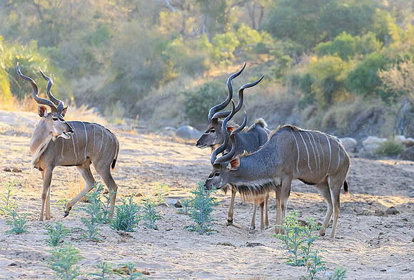 Timbavati private game reserve