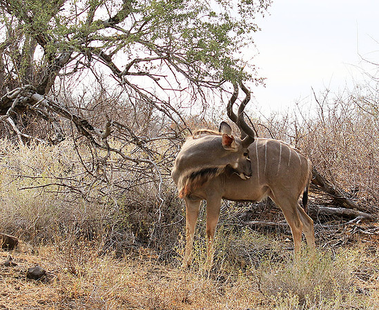 At Kruger NP