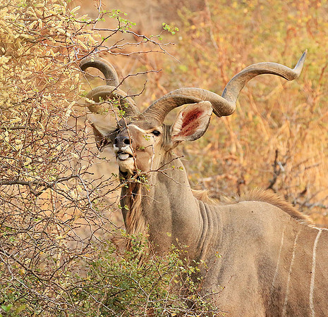 At Kruger NP