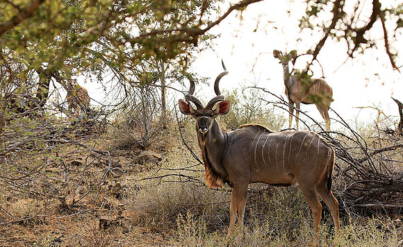 At Kruger NP