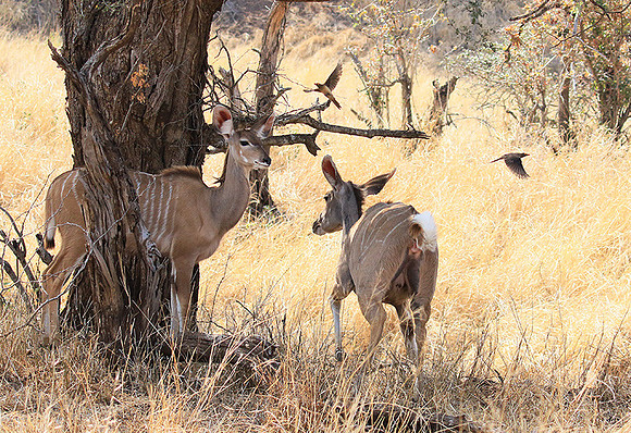 At Kruger NP