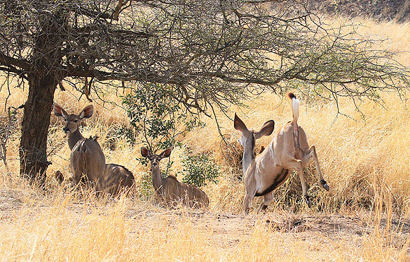 At Kruger NP