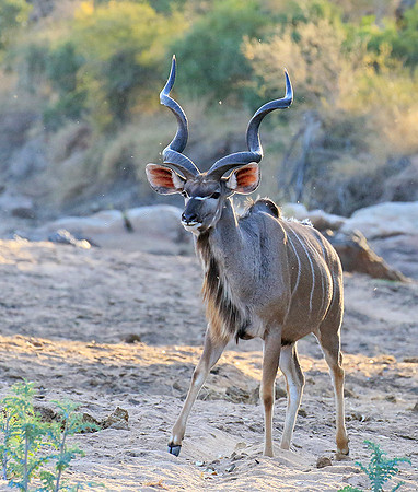 Timbavati private game reserve