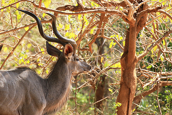 At Kruger NP