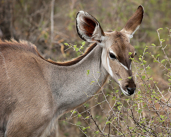 At Madikwe game reserve