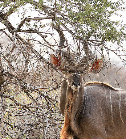 At Kruger NP