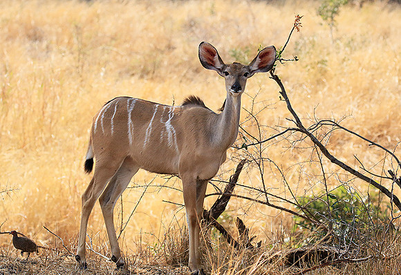 At Kruger NP