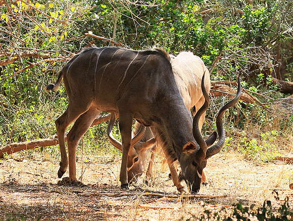 At Kruger NP