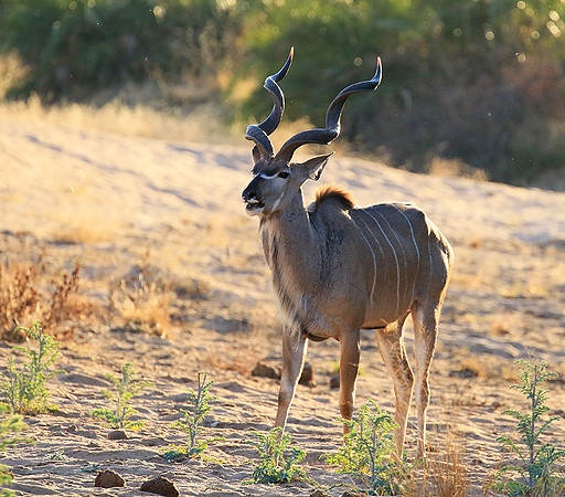 Timbavati private game reserve