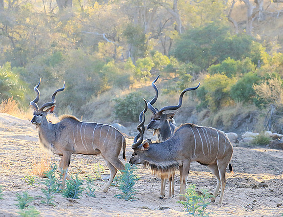 Timbavati private game reserve