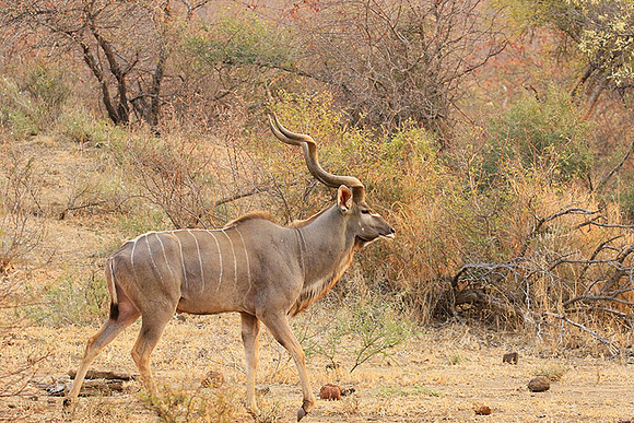 At Kruger NP