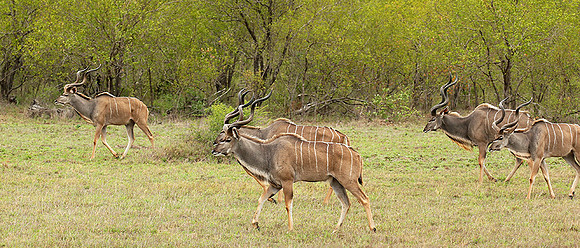 At mala Mala game reserve