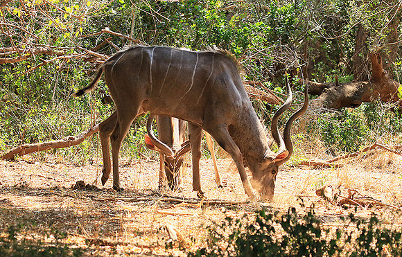 At Kruger NP