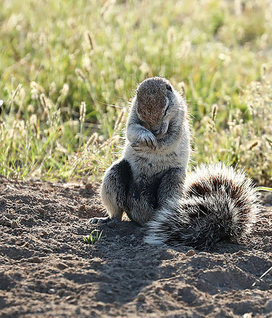 Ongava Game Reserve