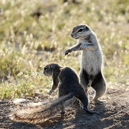 Ongava Game Reserve