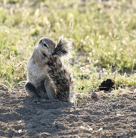 Ongava Game Reserve