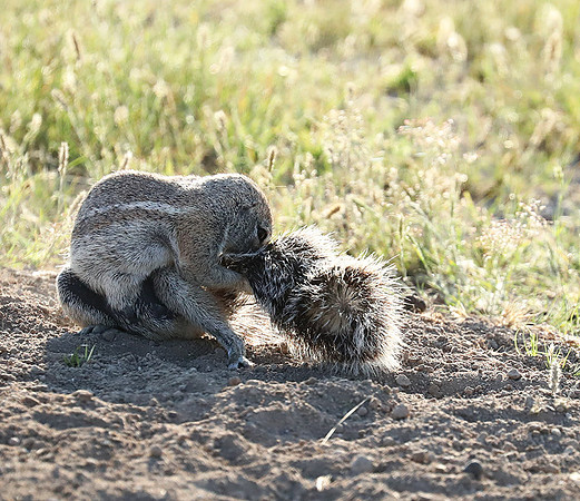Ongava Game Reserve