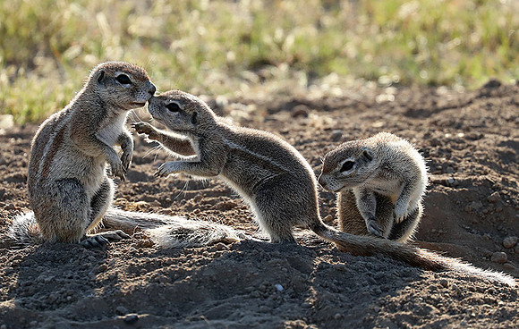 Ongava Game Reserve