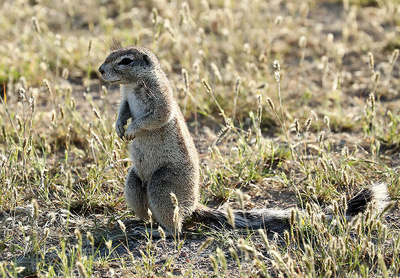 Ongava Game Reserve