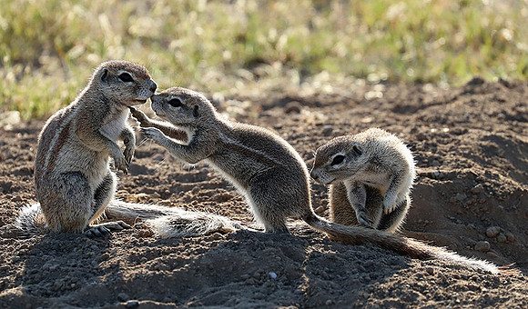 Ongava Game Reserve