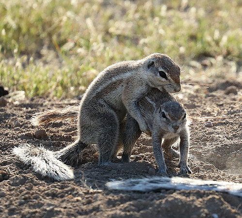 Ongava Game Reserve