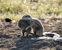 Ongava Game Reserve