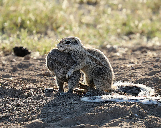 Ongava Game Reserve