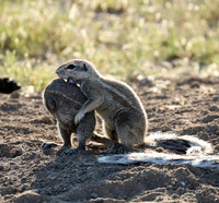 Ongava Game Reserve
