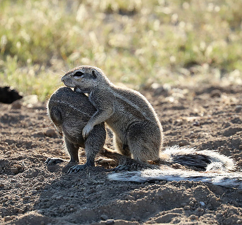 Ongava Game Reserve