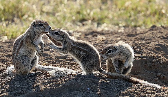 Ongava Game Reserve