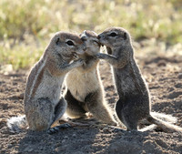 Ongava Game Reserve