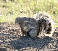 Ongava Game Reserve