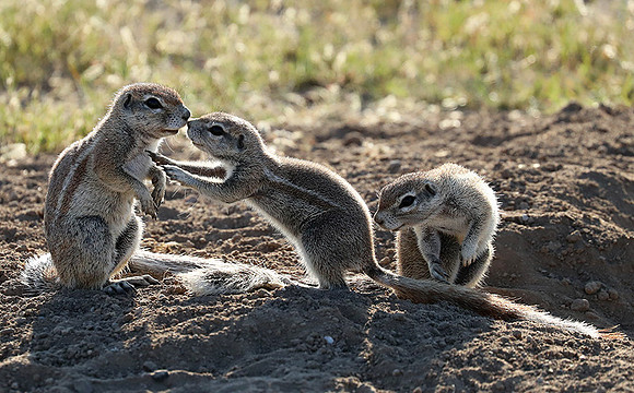 Ongava Game Reserve