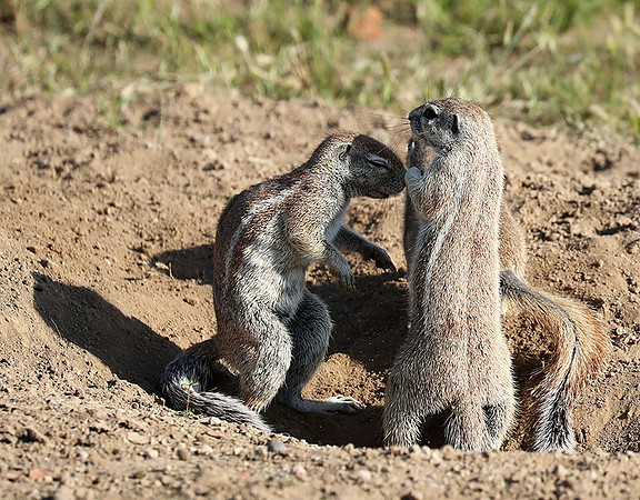 Ongava Game Reserve