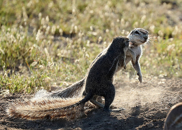 Ongava Game Reserve