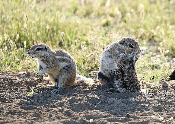 Ongava Game Reserve
