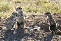 Ongava Game Reserve