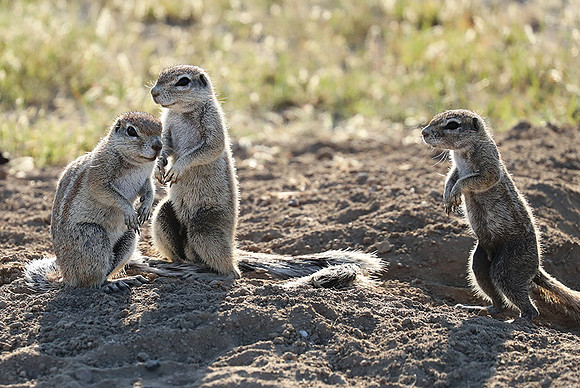 Ongava Game Reserve