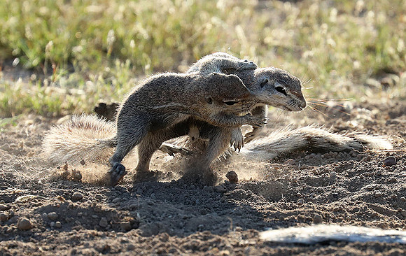 Ongava Game Reserve