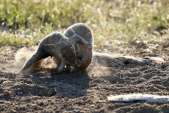Ongava Game Reserve
