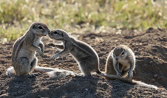 Ongava Game Reserve