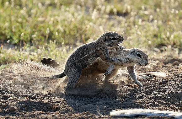 Ongava Game Reserve