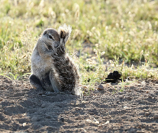 Ongava Game Reserve